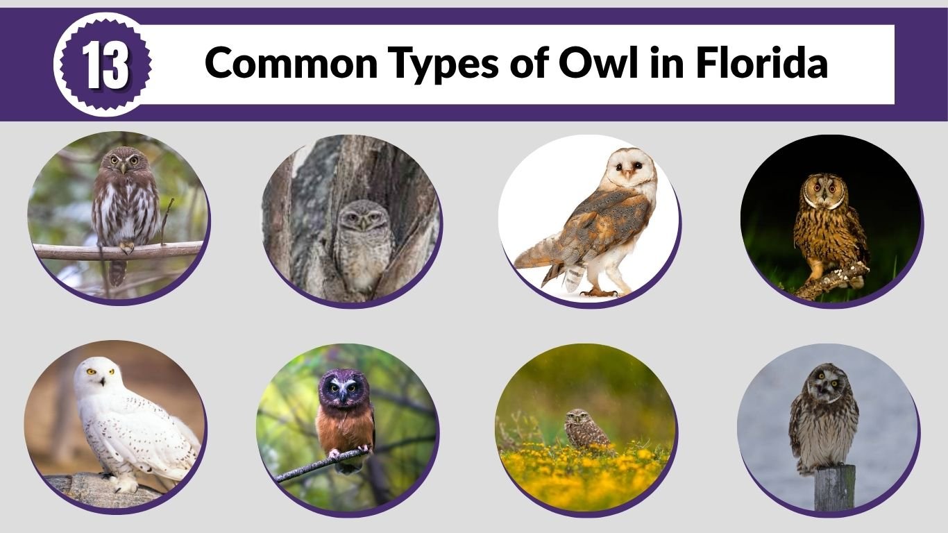 13 Common Types of Owl in Florida : Species Id with Picture