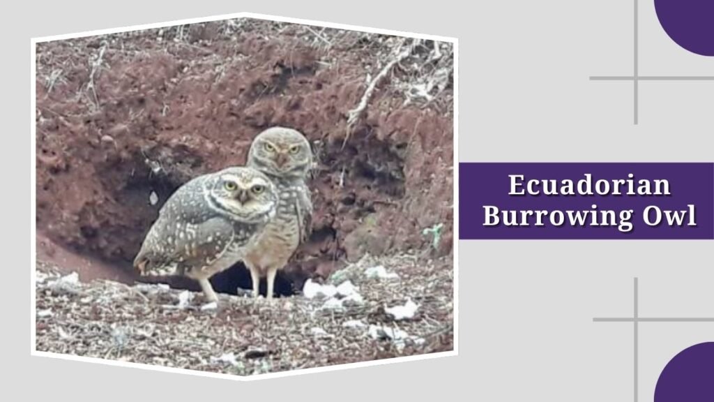 Ecuadorian Burrowing Owl