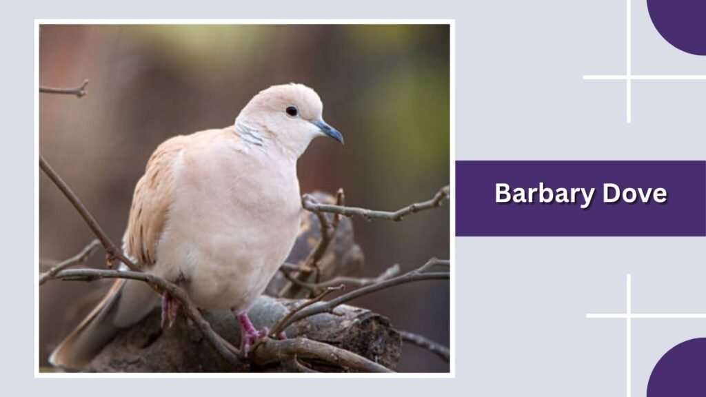 Barbary Dove