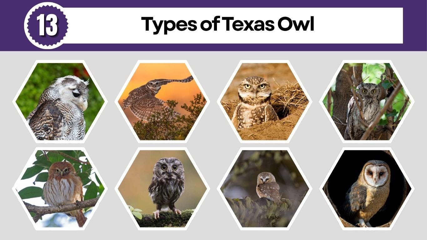 13 Types of Texas Owl: Species Identification with Pictures