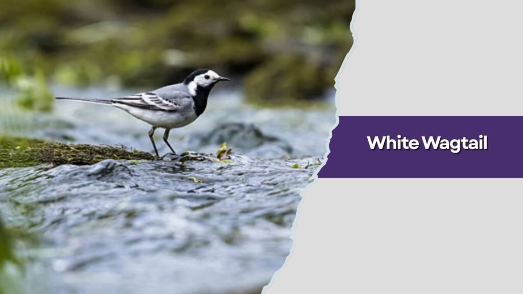  White Wagtail
