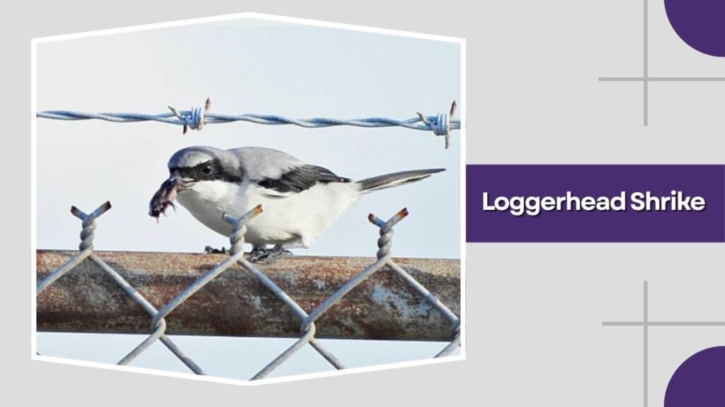 Loggerhead Shrike