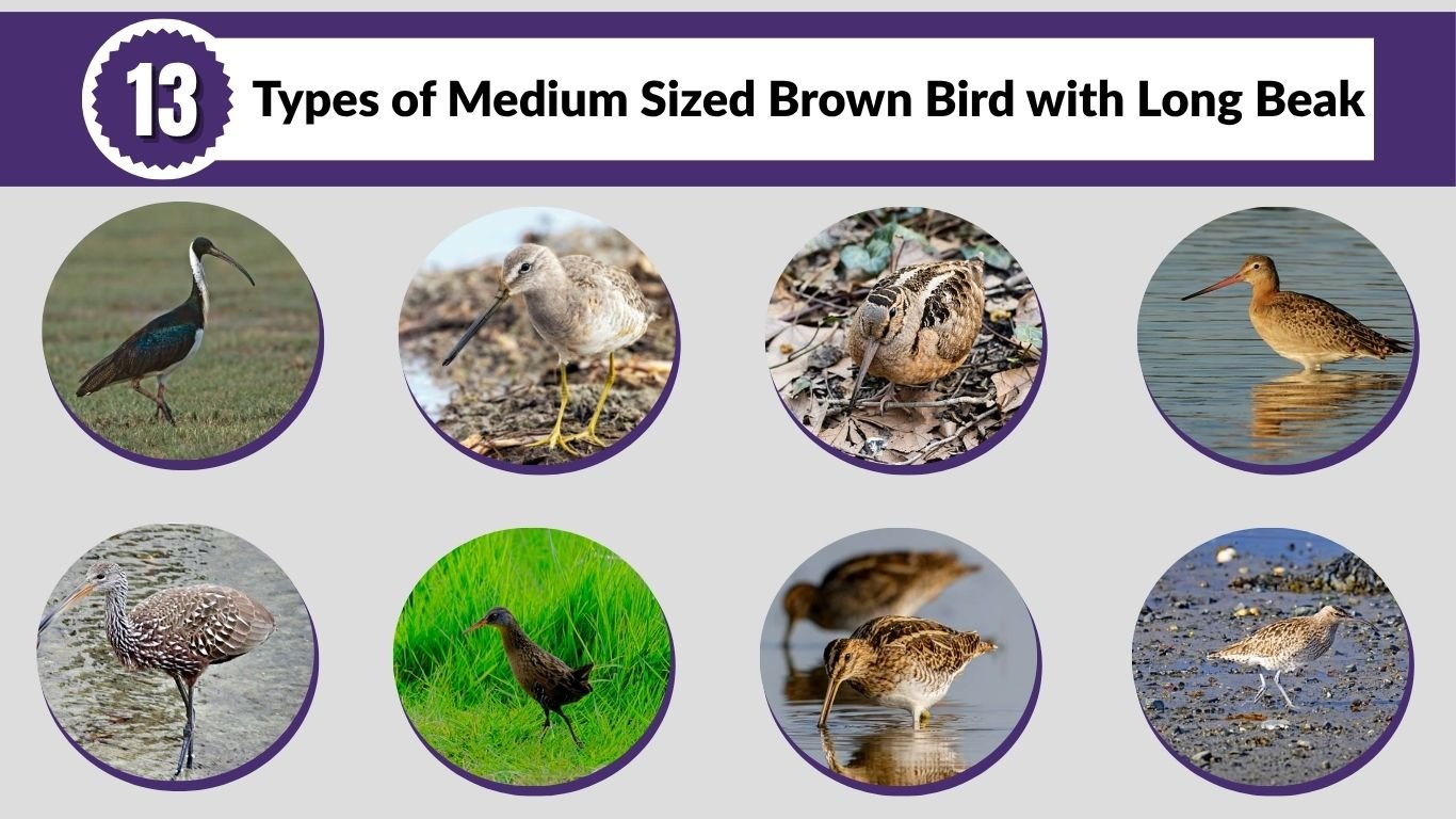 13 Types of Medium Sized Brown Bird with Long Beak