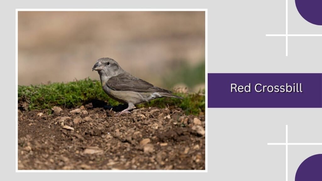 Red Crossbill