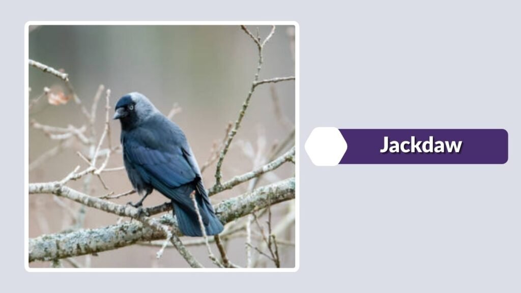  Jackdaw