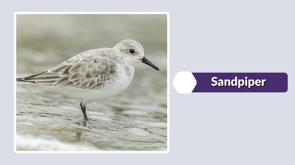  Sandpiper