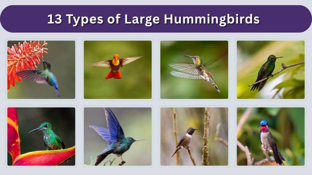 Large Hummingbird Types 13 Types of Large Hummingbirds : Different Species Identification