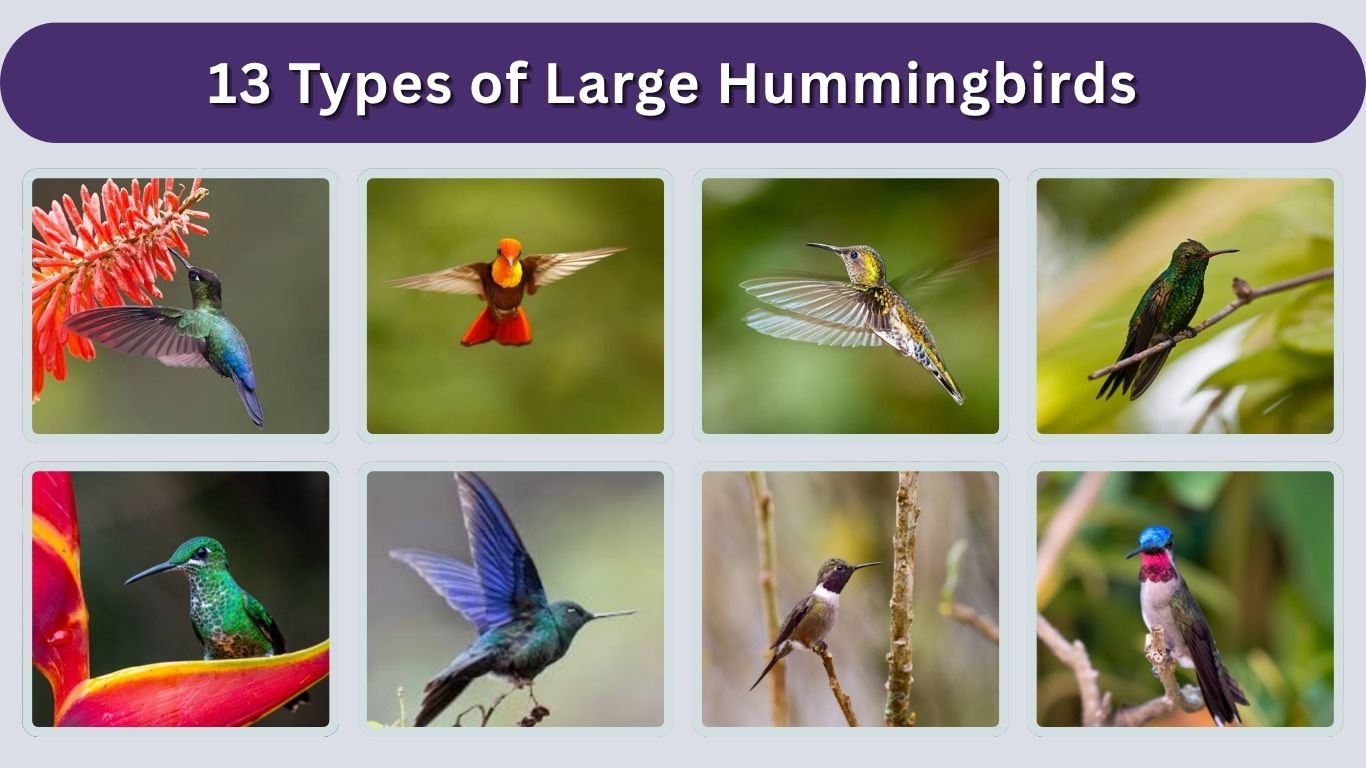 13 Types of Large Hummingbirds : Different Species Identification