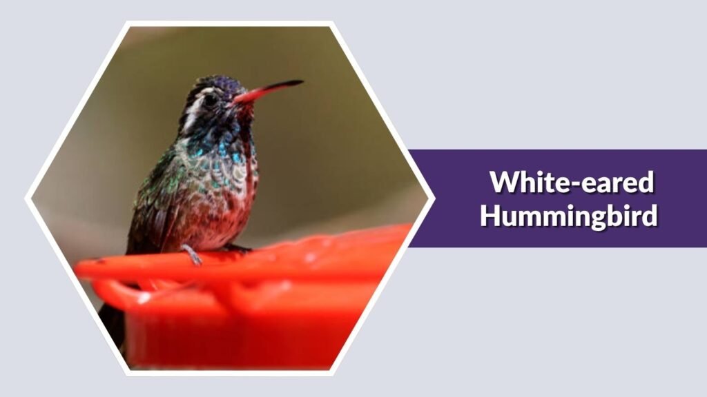 White-eared Hummingbird
