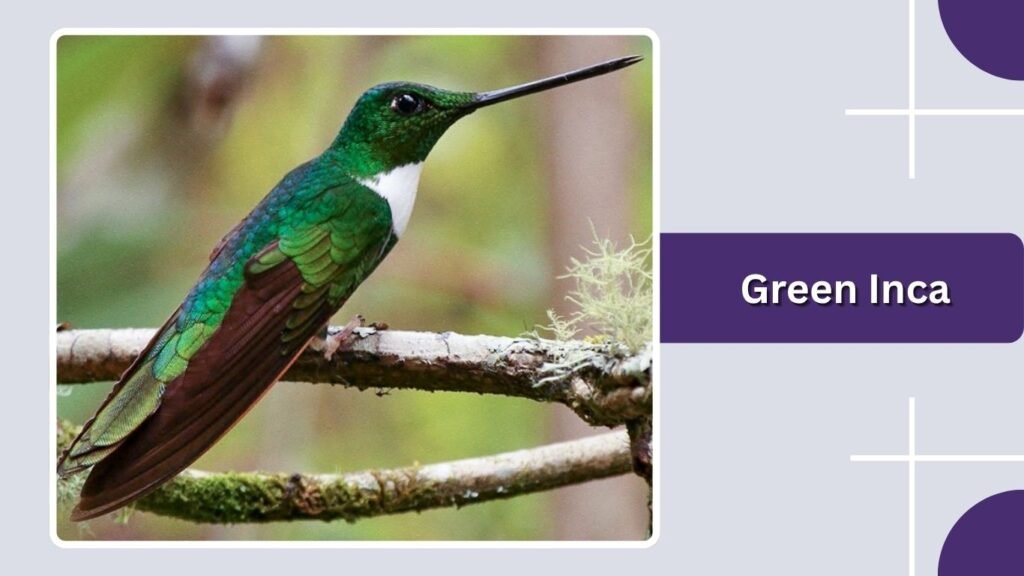 Green Inca