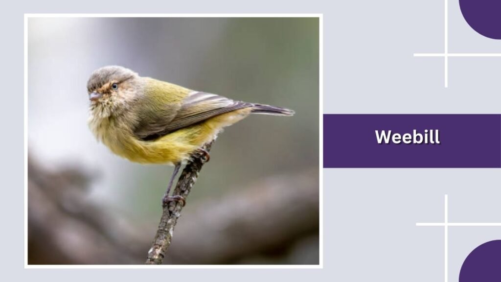 Weebill