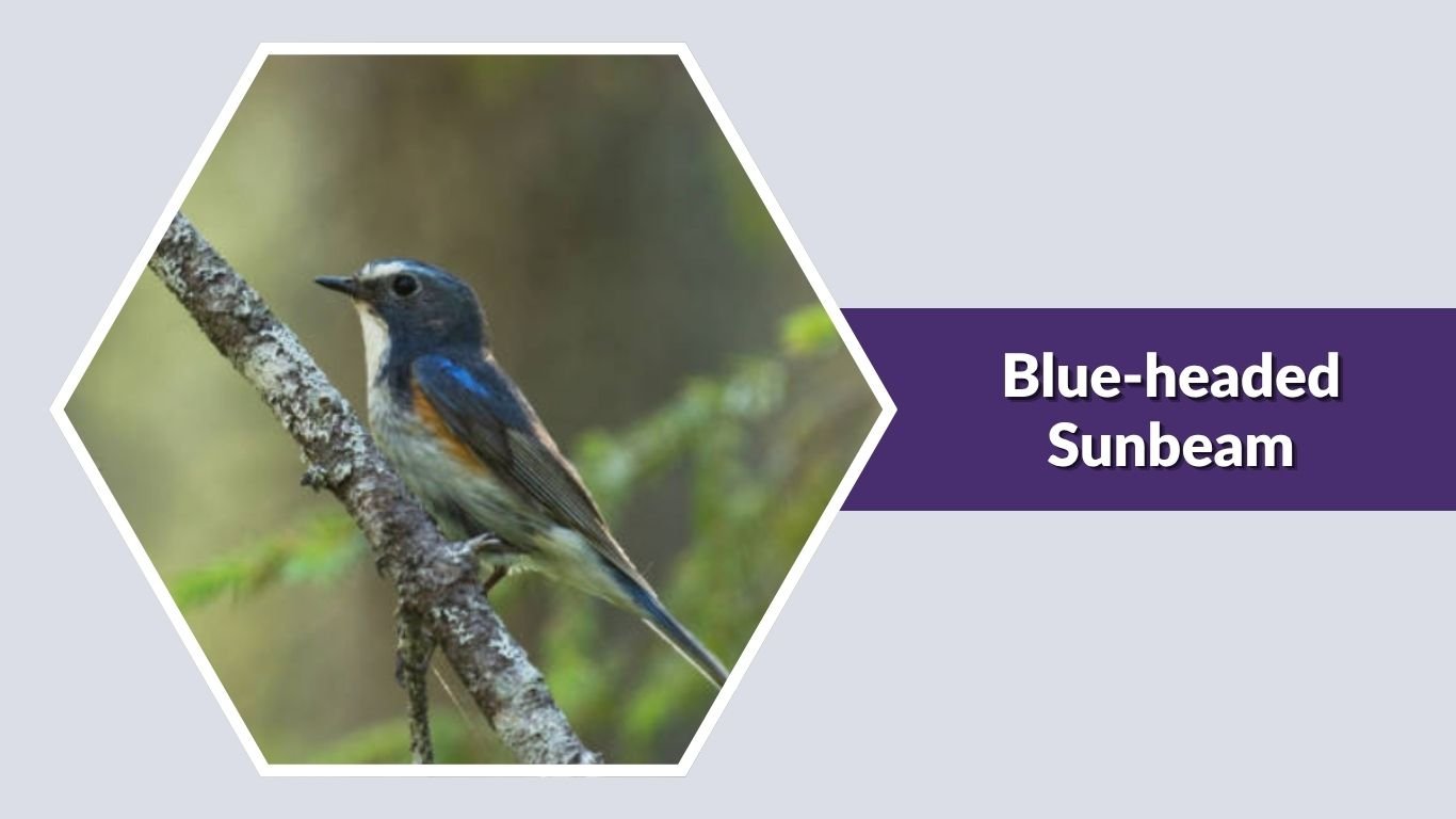 25 Common Types of Blue Hummingbirds: Id with Picture
