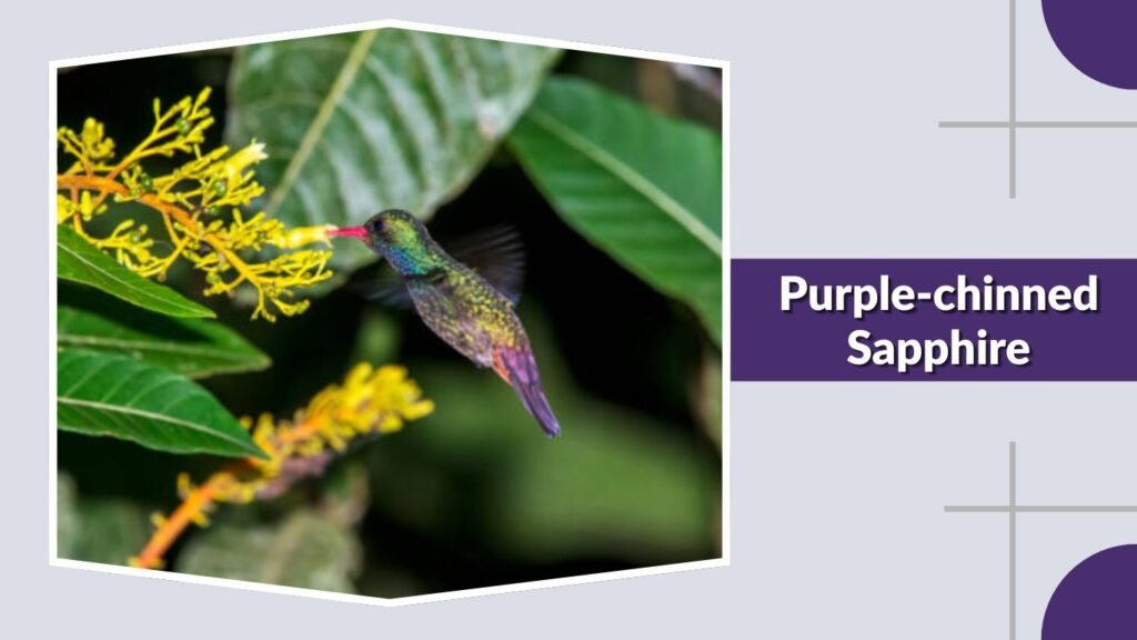 Purple-chinned Sapphire