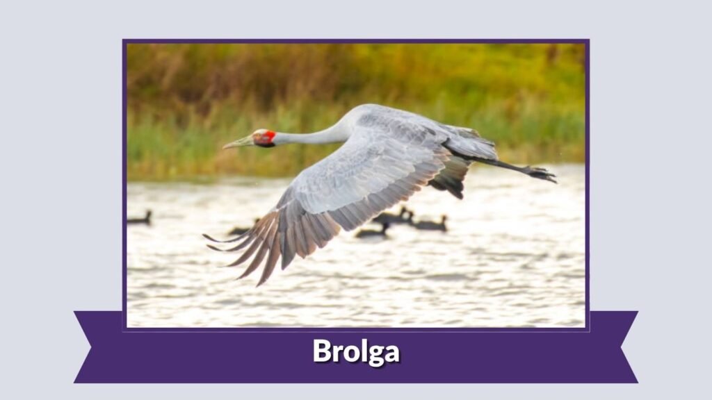 Brolga