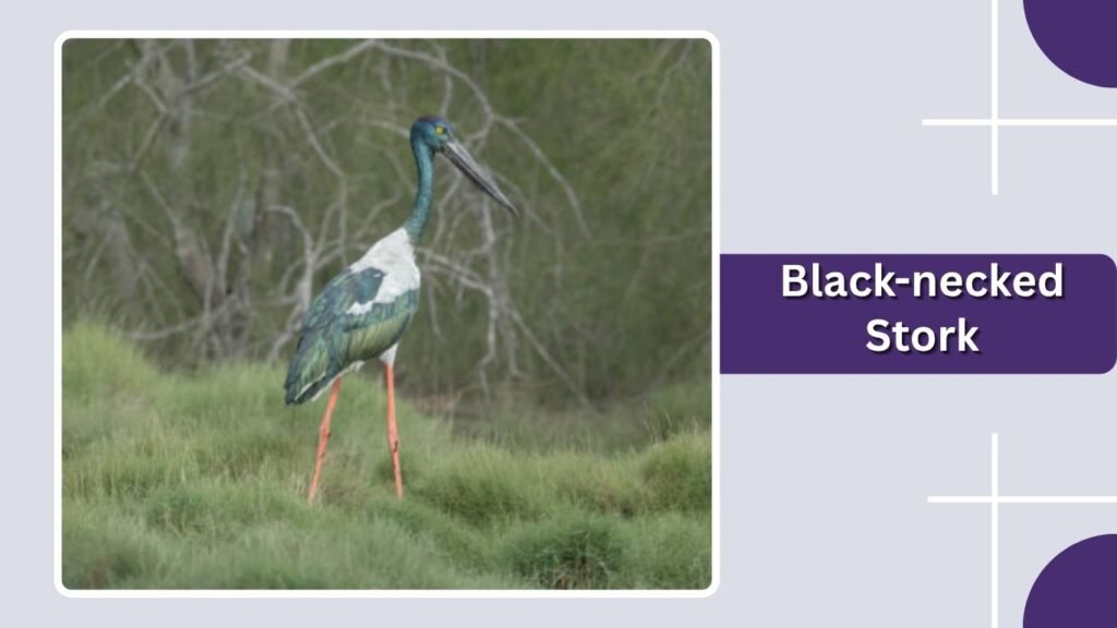  Black-necked Stork
