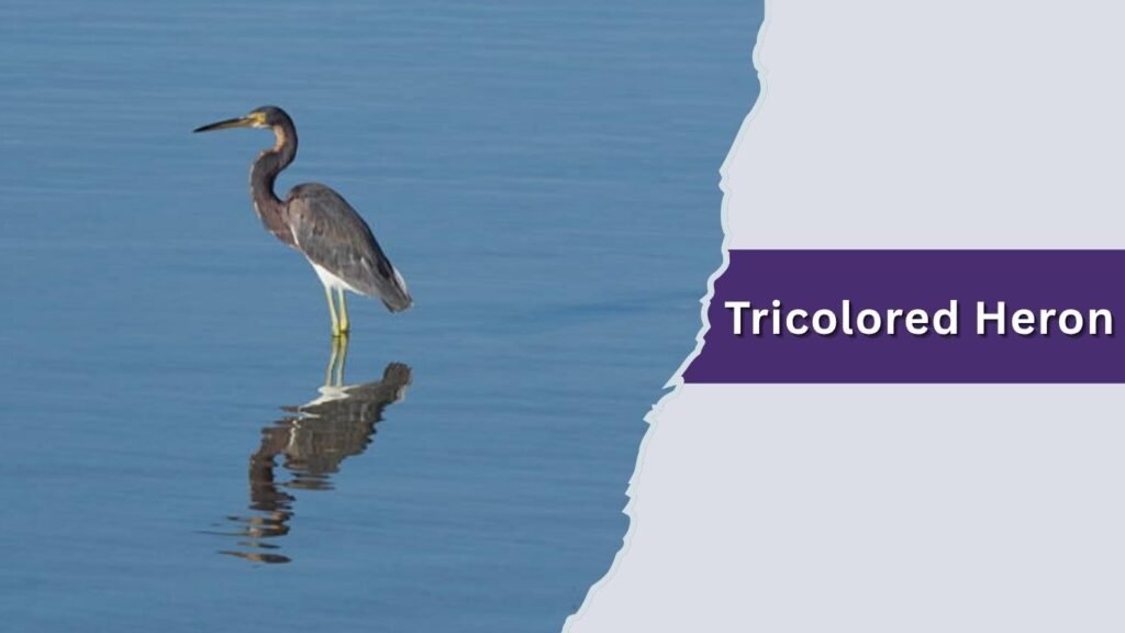  Tricolored Heron