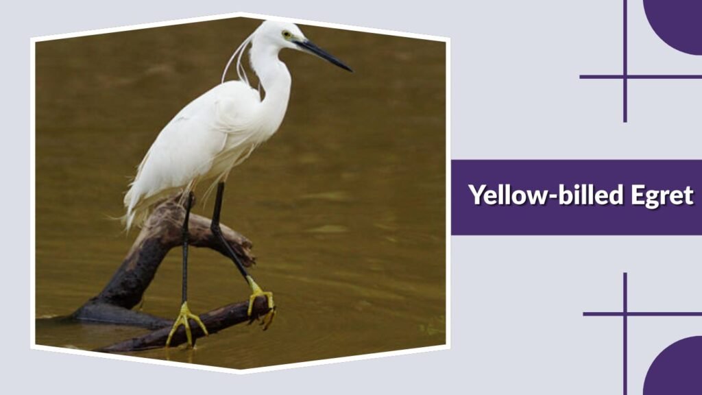  Yellow-billed Egret