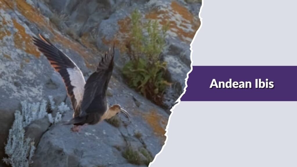 Andean Ibis