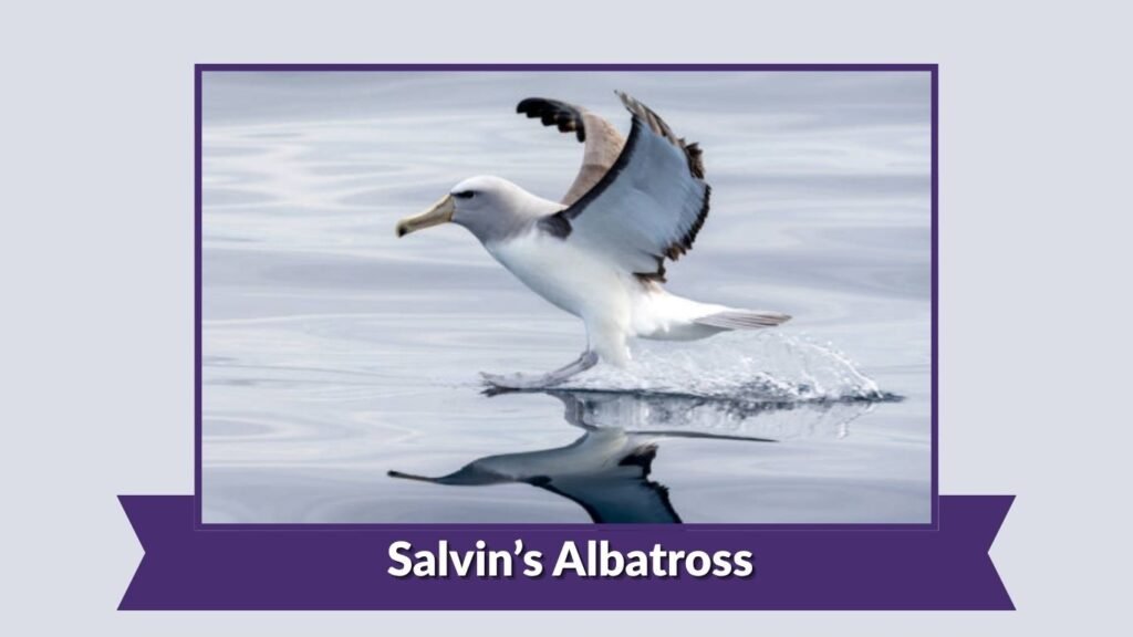 Salvin’s Albatross