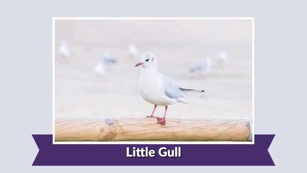 Little Gull