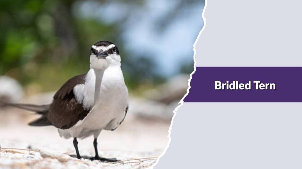  Bridled Tern