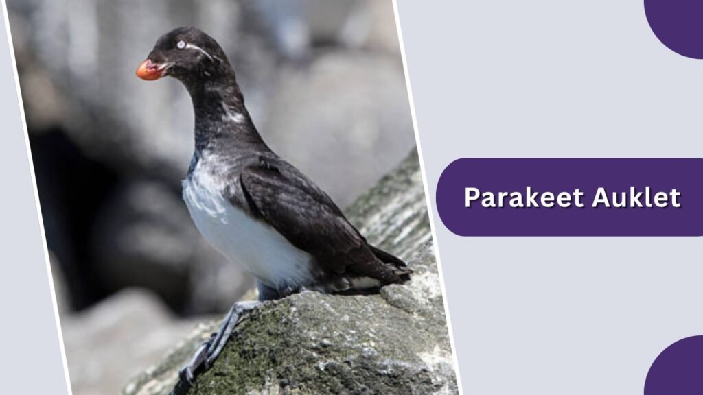 Parakeet Auklet