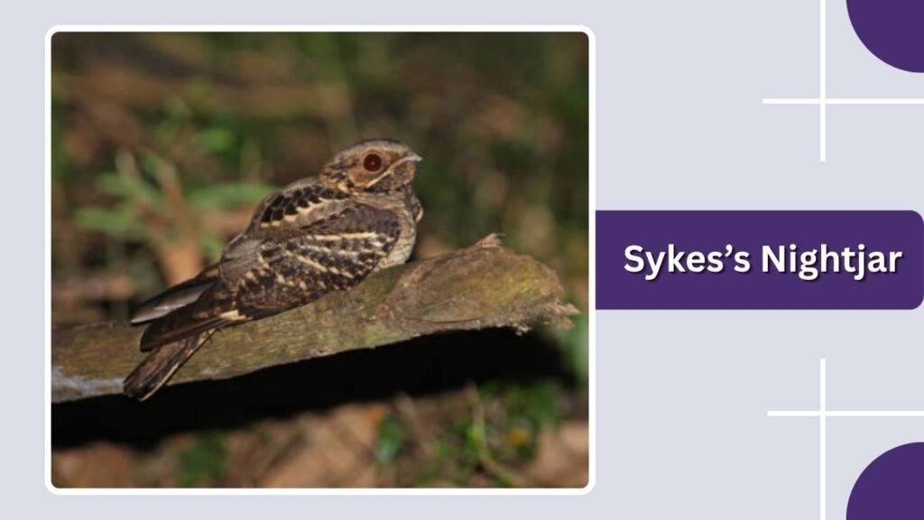 Sykes’s Nightjar