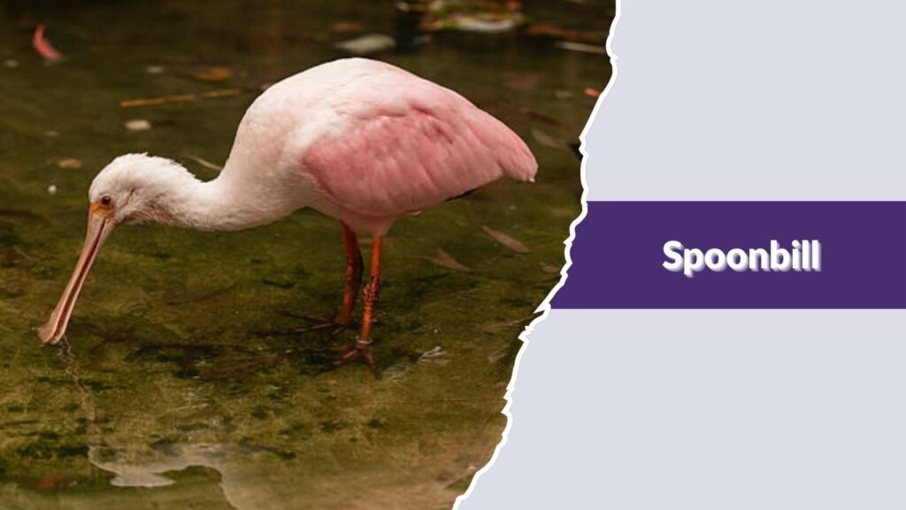 Spoonbill