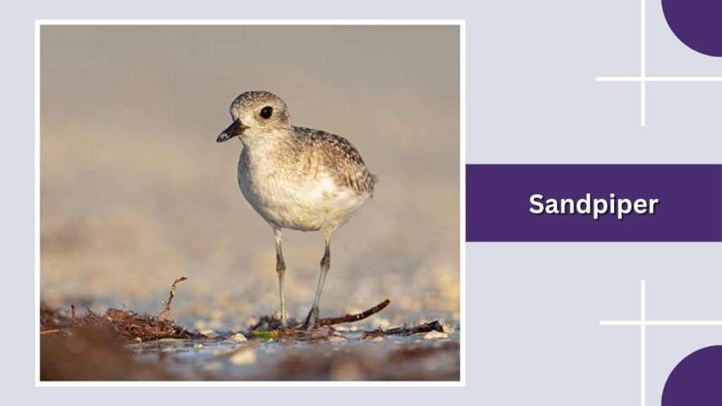 Sandpiper
