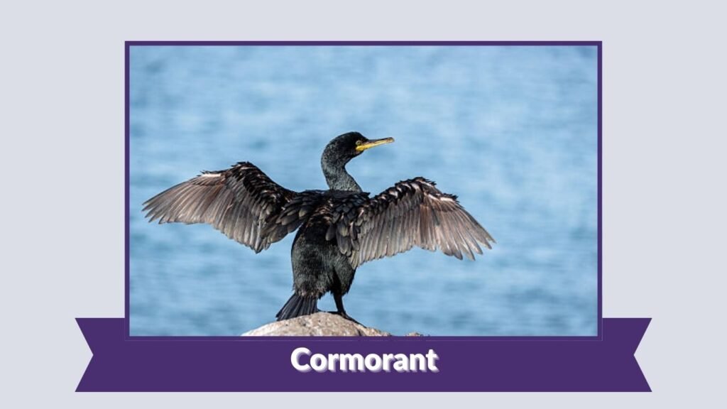 Cormorant