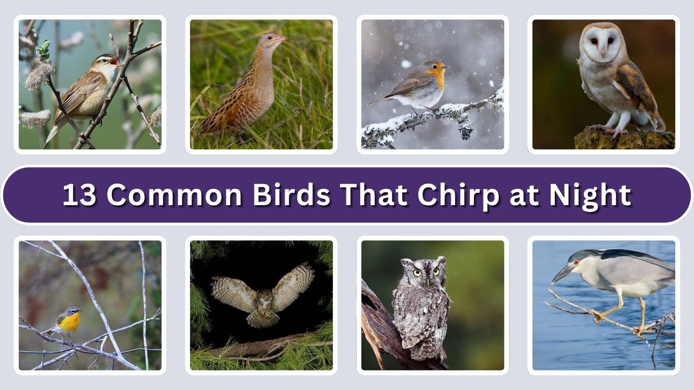13 Common Birds That Chirp at Night (ID with Picture)