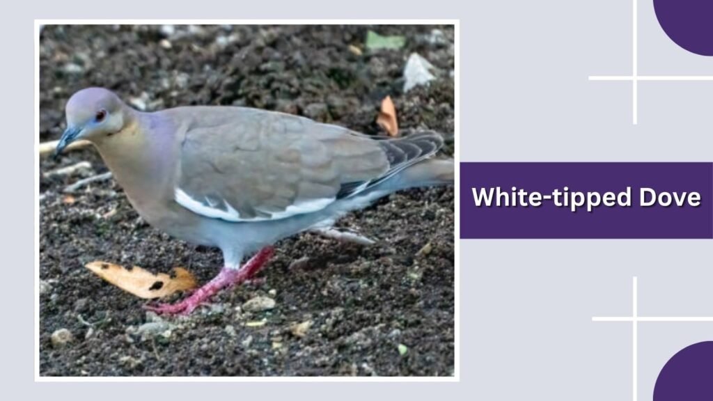  White-tipped Dove