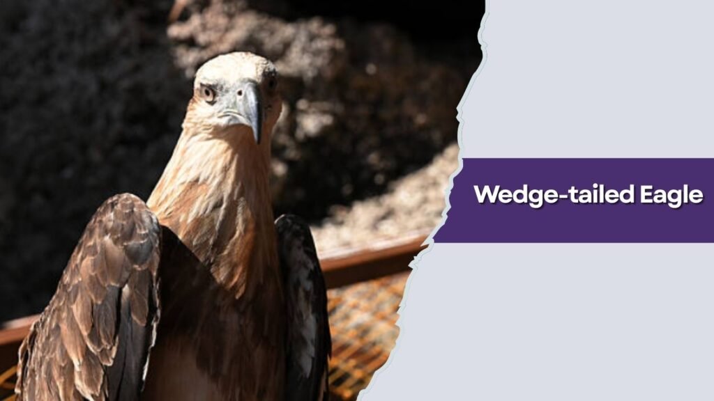 Wedge-tailed Eagle