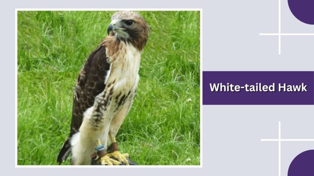 White-tailed Hawk