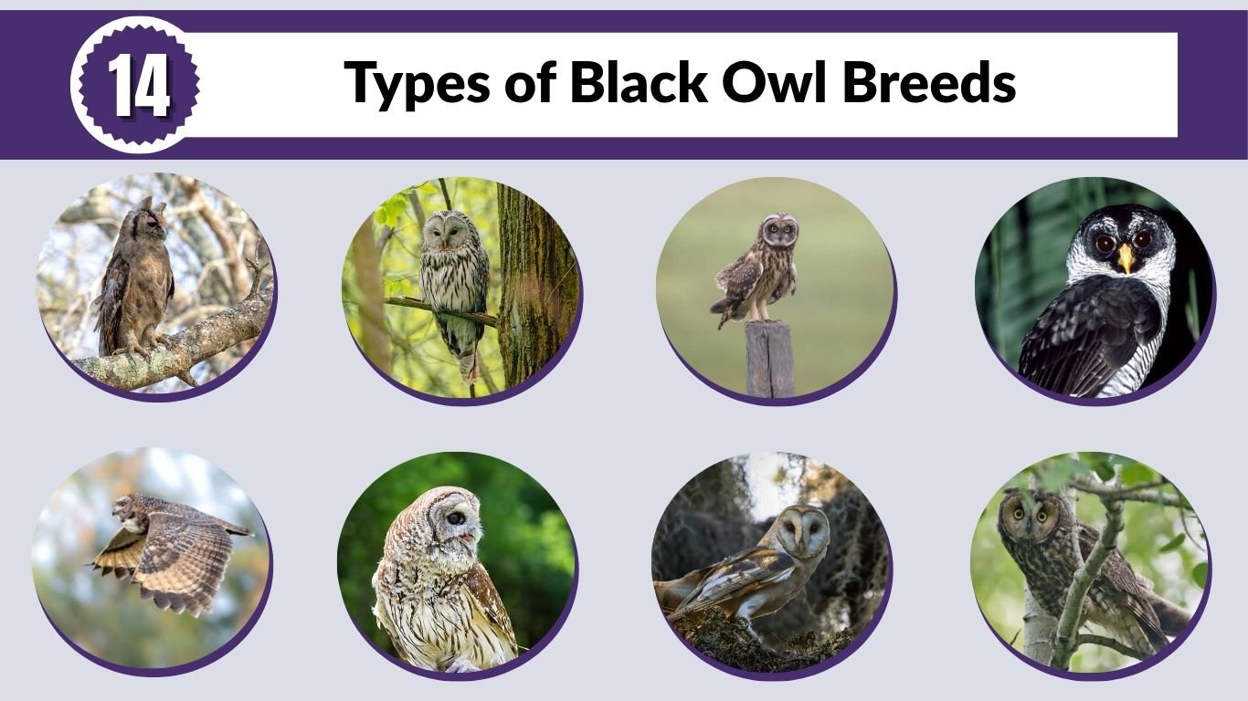 14 Types of Black Owl Breeds: Identification, Size & Habitat with Pictures