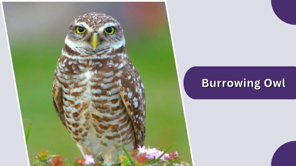 Burrowing Owl