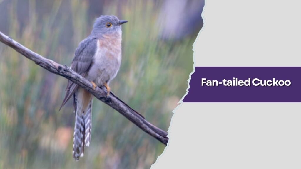 Fan-tailed Cuckoo