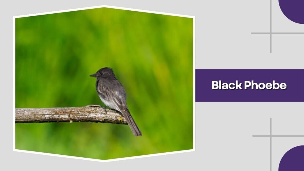 Black Phoebe