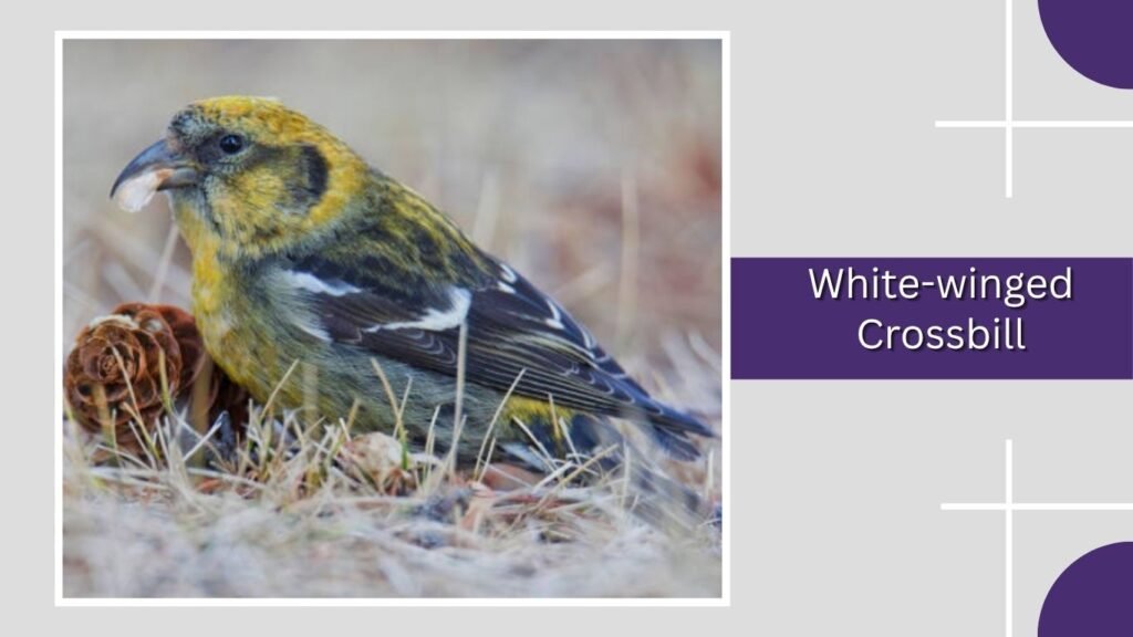  White-winged Crossbill