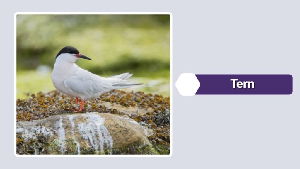 Tern