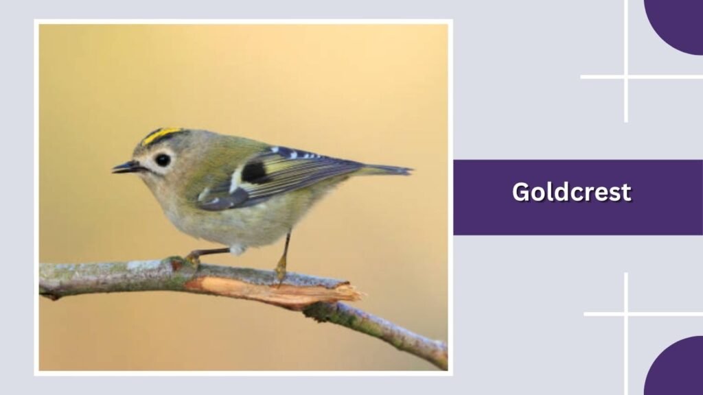  Goldcrest