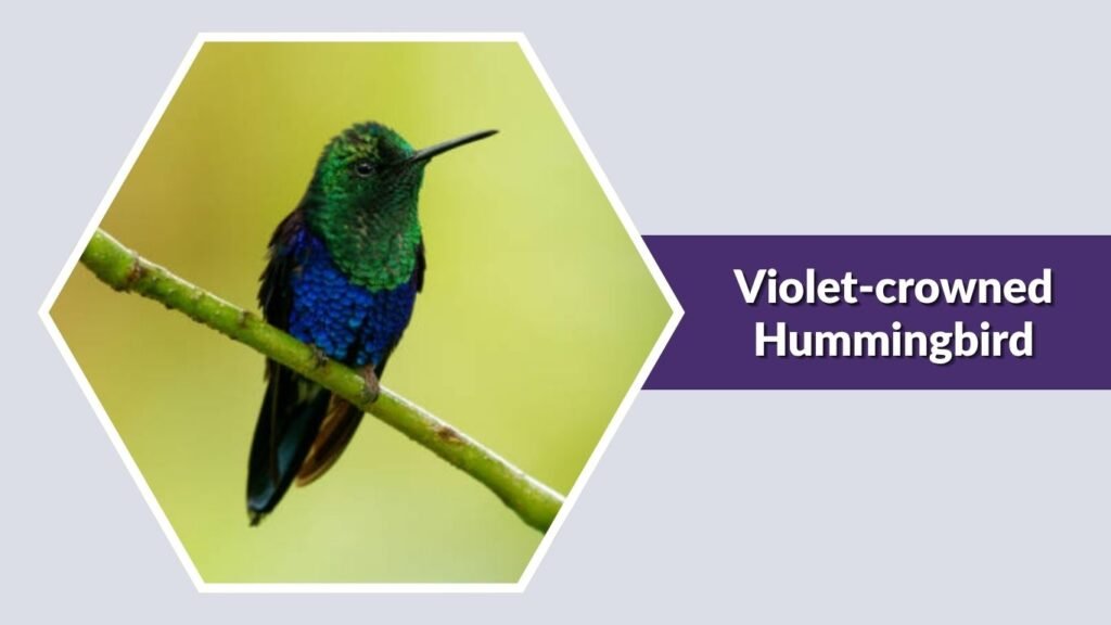  Violet-crowned Hummingbird