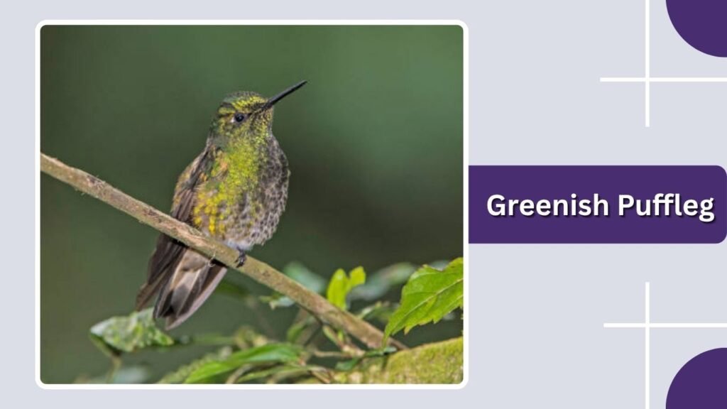 Greenish Puffleg