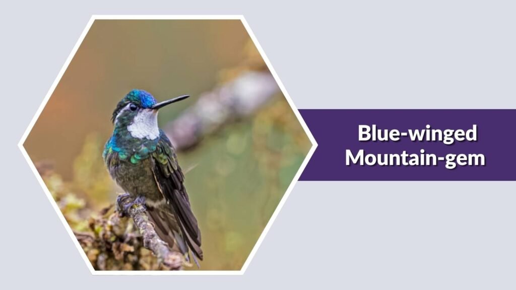  Blue-winged Mountain-gem