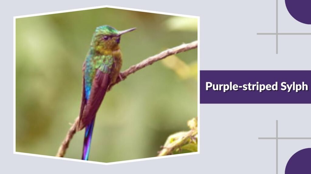 Purple-striped Sylph