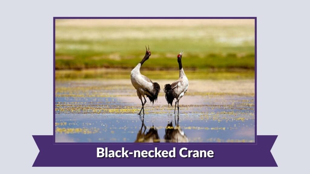  Black-necked Crane