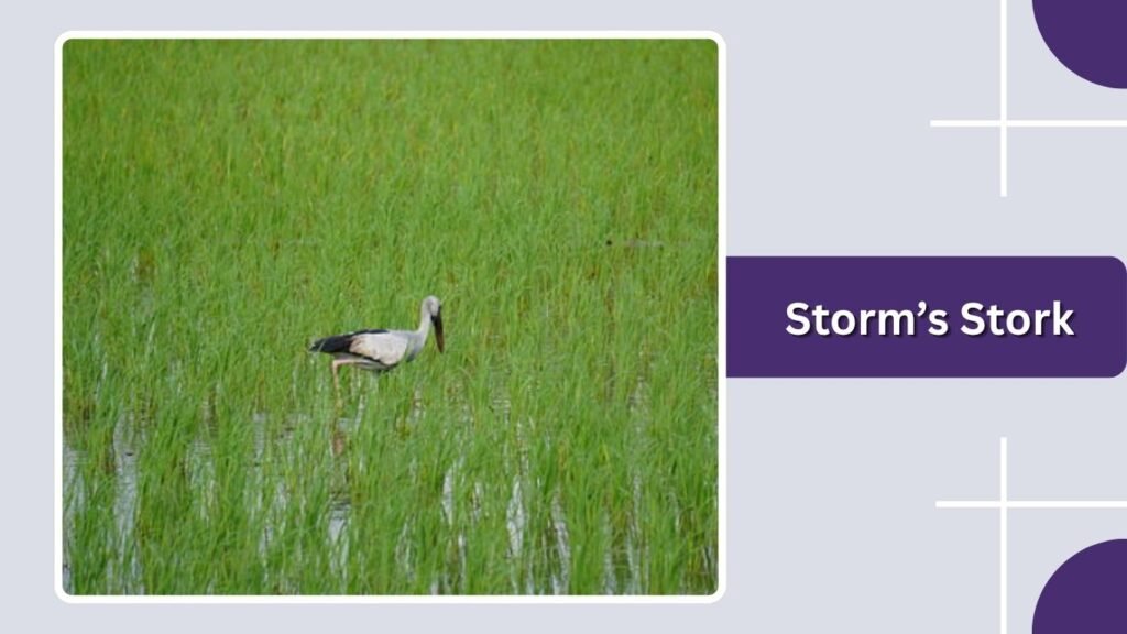  Storm’s Stork