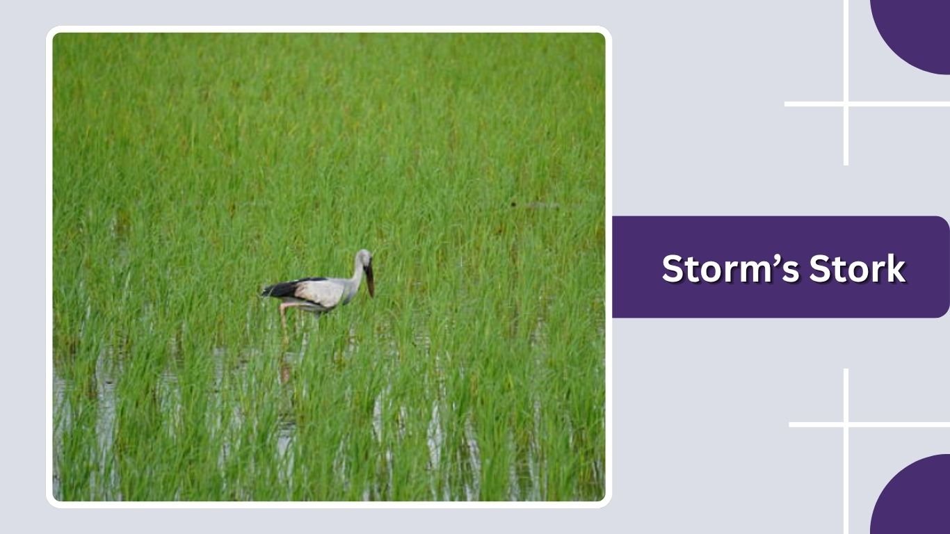 20 Types of Stork Birds: Identification Guide