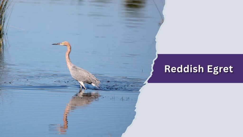  Reddish Egret