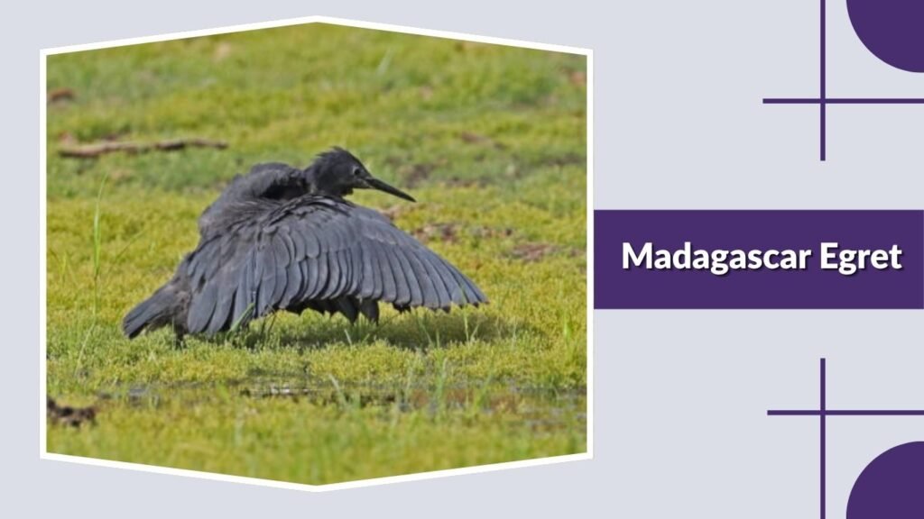  Madagascar Egret
